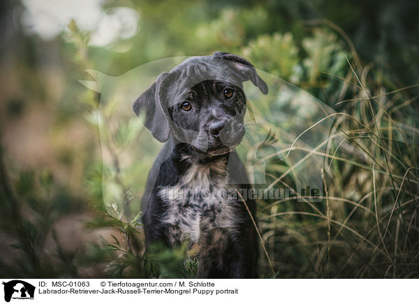 Labrador-Retriever-Jack-Russell-Terrier-Mischling Welpe Portrait / Labrador-Retriever-Jack-Russell-Terrier-Mongrel Puppy portrait / MSC-01063