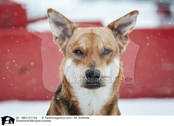 Schferhund-Mischling Portrait / Shepherd-Mongrel portrait / MSC-01104