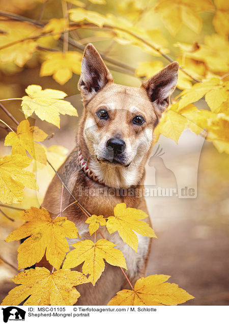 Schferhund-Mischling Portrait / Shepherd-Mongrel portrait / MSC-01105