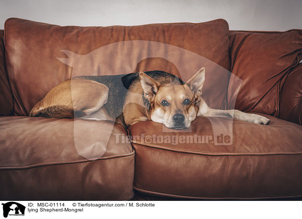 liegender Schferhund-Mischling / lying Shepherd-Mongrel / MSC-01114