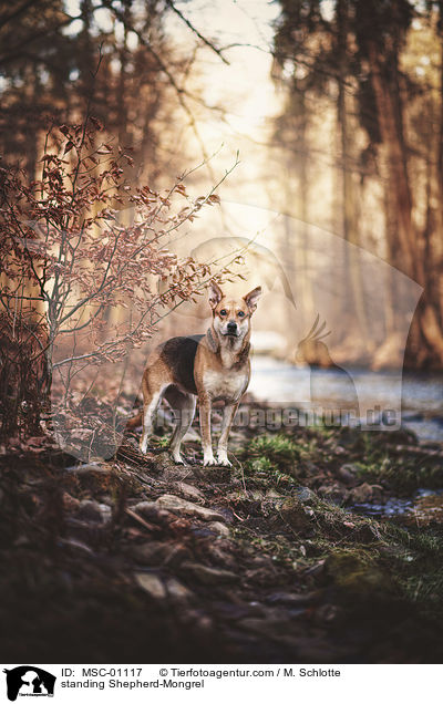 stehender Schferhund-Mischling / standing Shepherd-Mongrel / MSC-01117