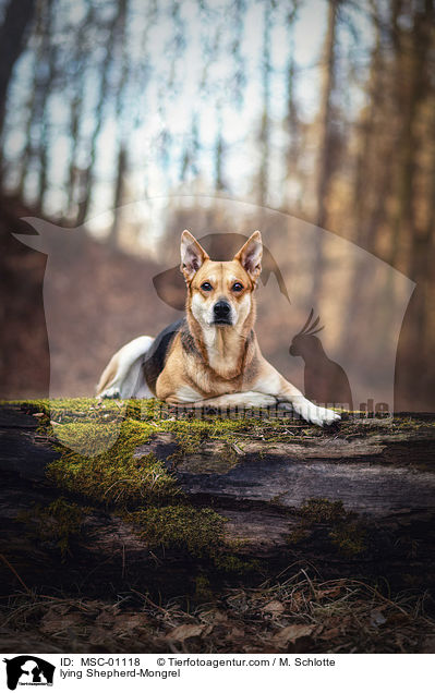 liegender Schferhund-Mischling / lying Shepherd-Mongrel / MSC-01118