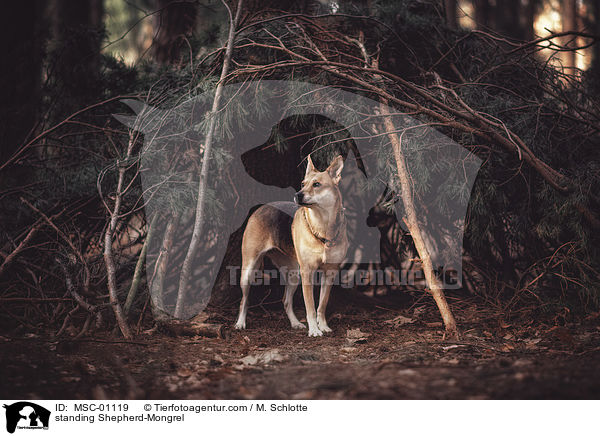 stehender Schferhund-Mischling / standing Shepherd-Mongrel / MSC-01119