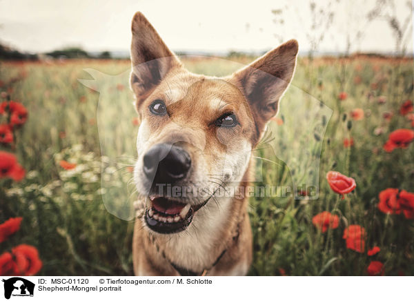 Schferhund-Mischling Portrait / Shepherd-Mongrel portrait / MSC-01120