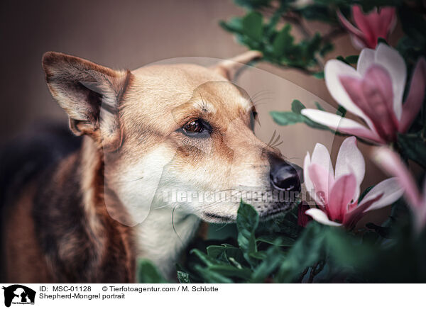 Schferhund-Mischling Portrait / Shepherd-Mongrel portrait / MSC-01128