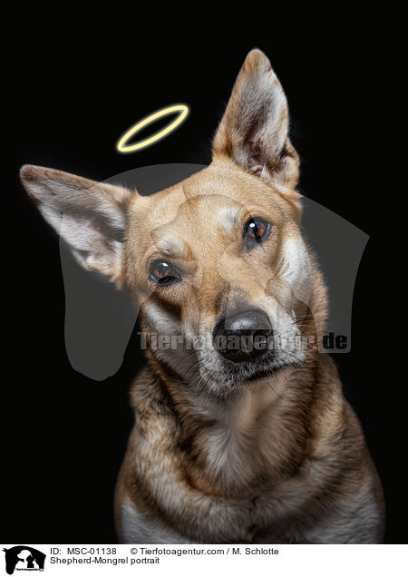 Schferhund-Mischling Portrait / Shepherd-Mongrel portrait / MSC-01138