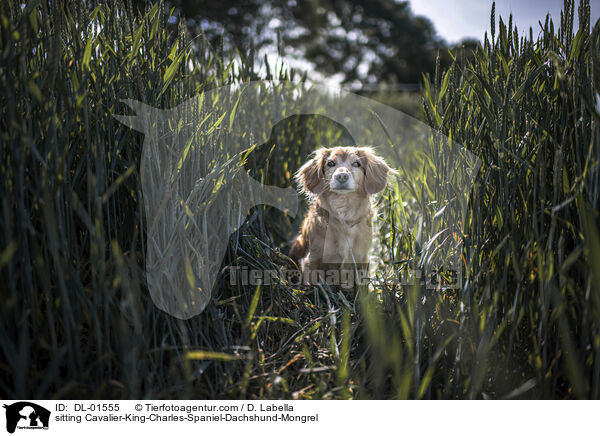 sitzender Cavalier-King-Charles-Spaniel-Dackel-Mischling / sitting Cavalier-King-Charles-Spaniel-Dachshund-Mongrel / DL-01555