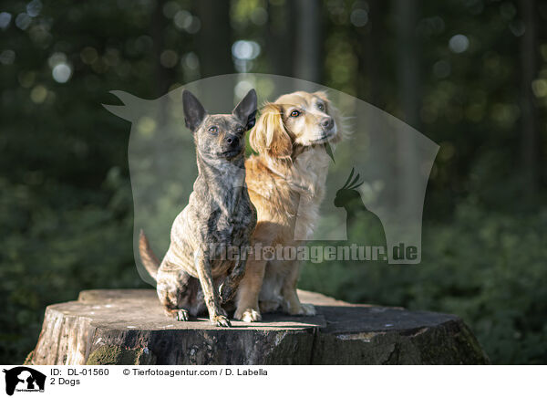 2 Hunde / 2 Dogs / DL-01560