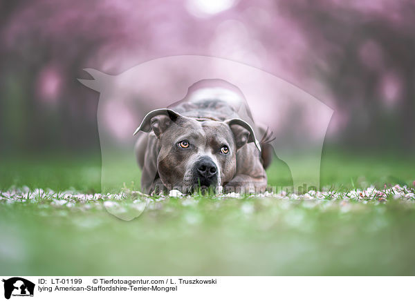 liegender American-Staffordshire-Terrier-Mischling / lying American-Staffordshire-Terrier-Mongrel / LT-01199