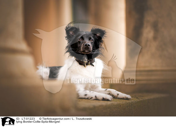 liegender Border-Collie-Spitz-Mischling / lying Border-Collie-Spitz-Mongrel / LT-01223