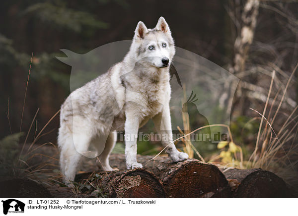 stehender Husky-Mischling / standing Husky-Mongrel / LT-01252