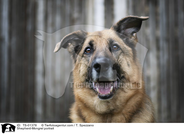 Schferhund-Mischling Portrait / Shepherd-Mongrel portrait / TS-01378