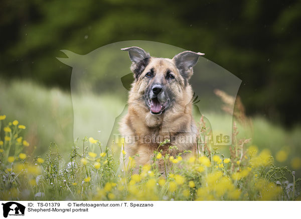 Schferhund-Mischling Portrait / Shepherd-Mongrel portrait / TS-01379