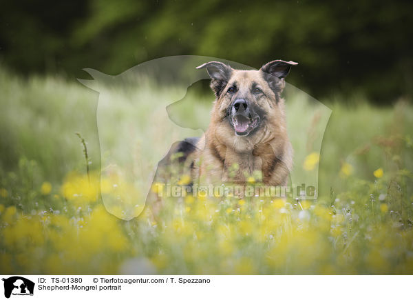 Schferhund-Mischling Portrait / Shepherd-Mongrel portrait / TS-01380