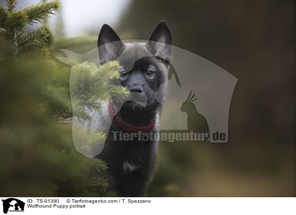 Wolfshund Welpe Portrait / Wolfhound Puppy portrait / TS-01390