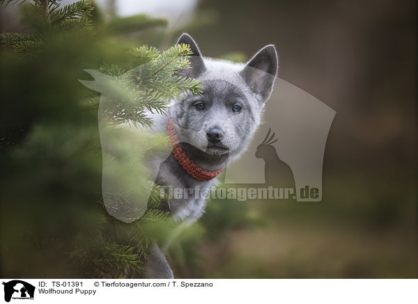 Wolfshund Welpe / Wolfhound Puppy / TS-01391