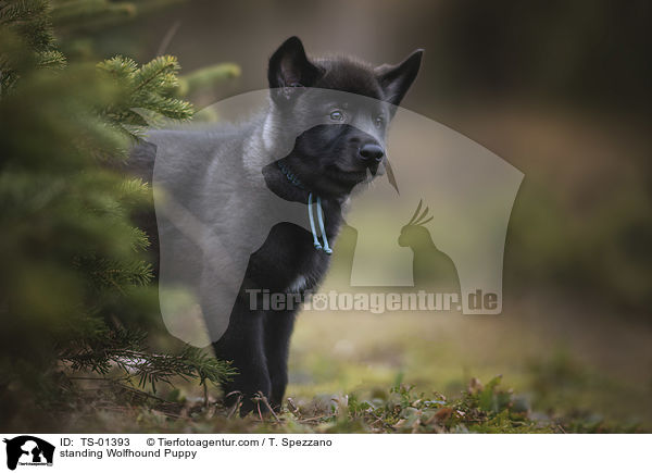 stehender Wolfshund Welpe / standing Wolfhound Puppy / TS-01393