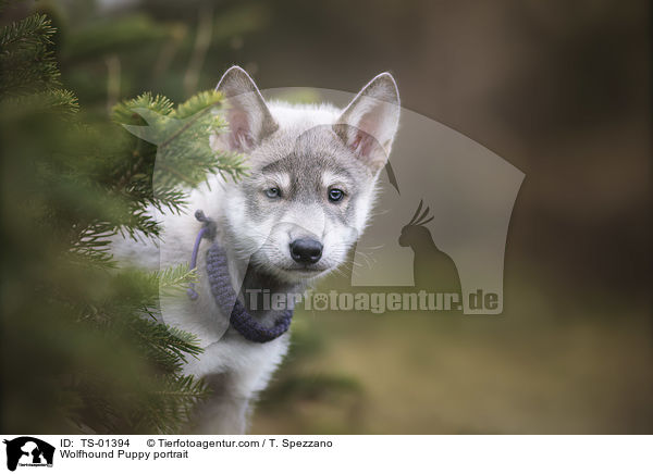 Wolfshund Welpe Portrait / Wolfhound Puppy portrait / TS-01394