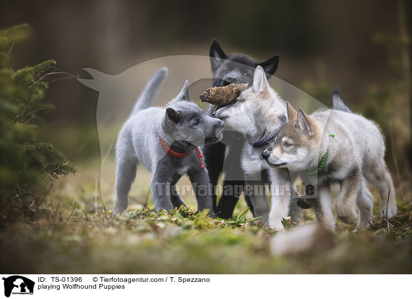 spielende Wolfshund Welpen / playing Wolfhound Puppies / TS-01396