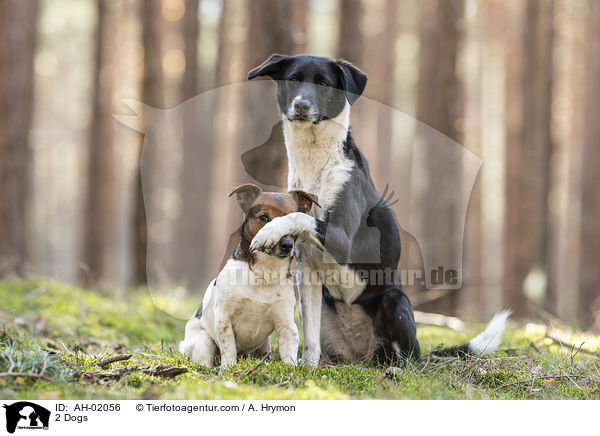 2 Hunde / 2 Dogs / AH-02056