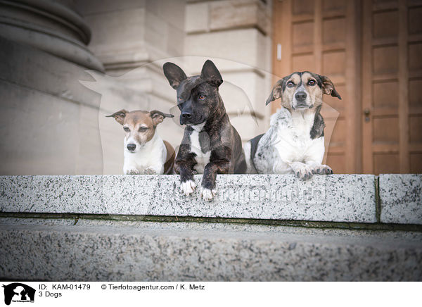 3 Hunde / 3 Dogs / KAM-01479