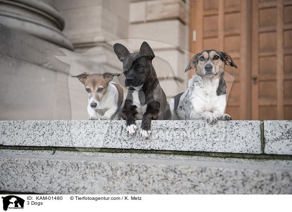 3 Hunde / 3 Dogs / KAM-01480