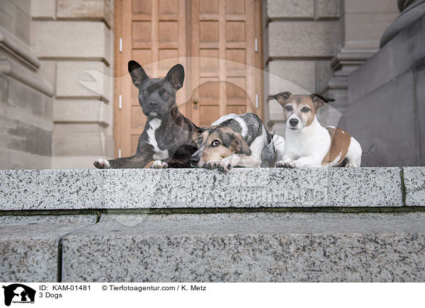 3 Hunde / 3 Dogs / KAM-01481