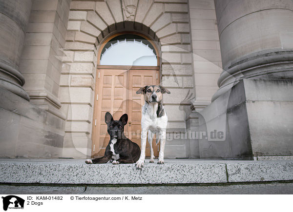 2 Hunde / 2 Dogs / KAM-01482