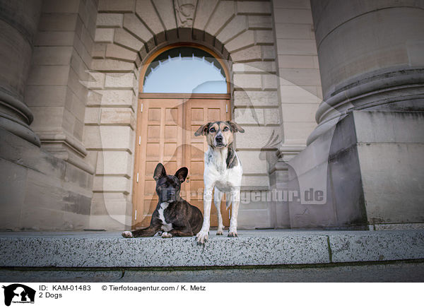 2 Hunde / 2 Dogs / KAM-01483