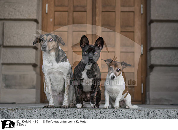 3 Hunde / 3 Dogs / KAM-01485