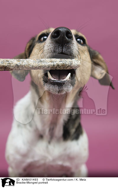 Bracken-Mischling Portrait / Bracke-Mongrel portrait / KAM-01493