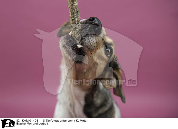 Bracken-Mischling Portrait / Bracke-Mongrel portrait / KAM-01494