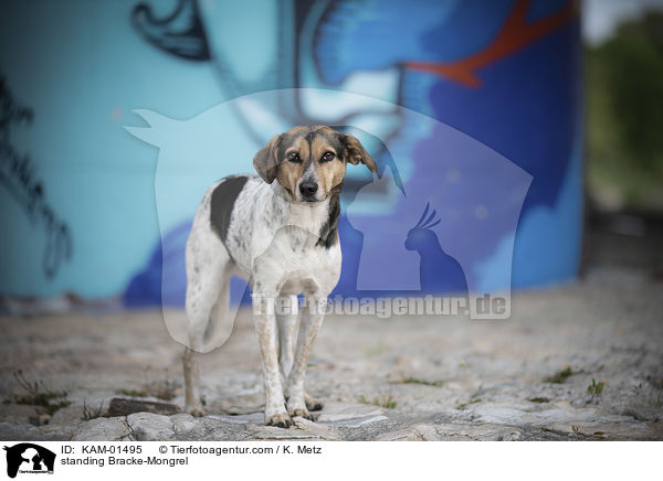 stehender Bracken-Mischling / standing Bracke-Mongrel / KAM-01495