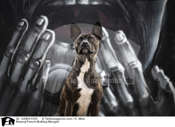 Basenji-Franzsische-Bulldogge-Mischling / Basenji-French-Bulldog-Mongrel / KAM-01505