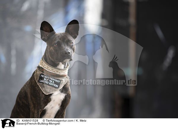 Basenji-Franzsische-Bulldogge-Mischling / Basenji-French-Bulldog-Mongrel / KAM-01528