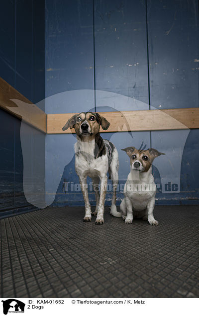 2 Hunde / 2 Dogs / KAM-01652