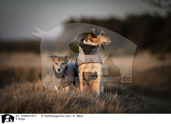 2 Dogs / KAM-01671