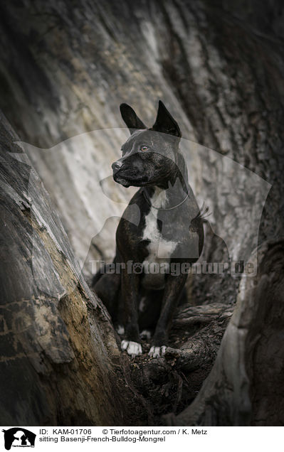 sitzender Basenji-Franzsische-Bulldogge-Mischling / sitting Basenji-French-Bulldog-Mongrel / KAM-01706