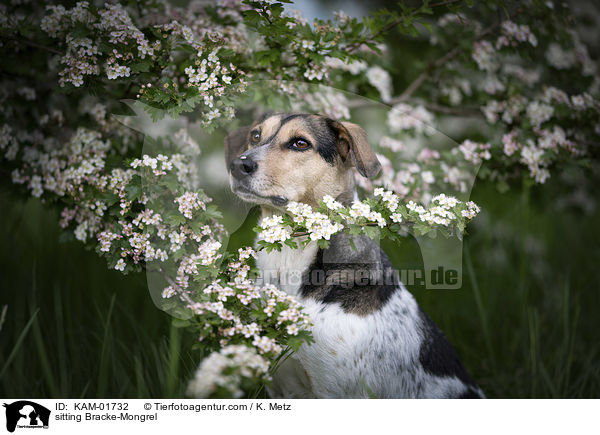 sitzender Bracken-Mischling / sitting Bracke-Mongrel / KAM-01732