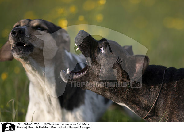 Basenji-Franzsische-Bulldogge-Mischling mit Bracken-Mischling / Basenji-French-Bulldog-Mongrel with Bracke-Mongrel / KAM-01753