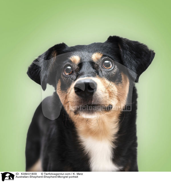 Australian-Shepherd-Schferhund-Mischling Portrait / Australian-Shepherd-Shepherd-Mongrel portrait / KAM-01809