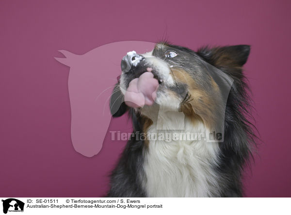 Australian-Shepherd-Berner-Sennenhund-Mischling Portrait / Australian-Shepherd-Bernese-Mountain-Dog-Mongrel portrait / SE-01511