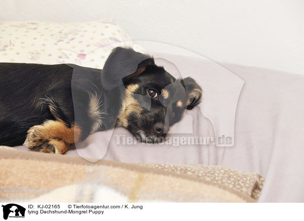 liegender Dackel-Mischling Welpe / lying Dachshund-Mongrel Puppy / KJ-02165