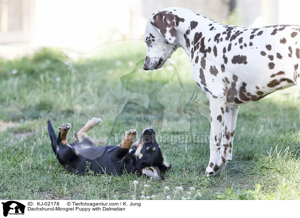 Dackel-Mischling Welpe mit Dalmatiner / Dachshund-Mongrel Puppy with Dalmatian / KJ-02178