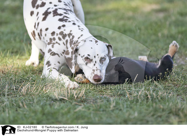 Dackel-Mischling Welpe mit Dalmatiner / Dachshund-Mongrel Puppy with Dalmatian / KJ-02180