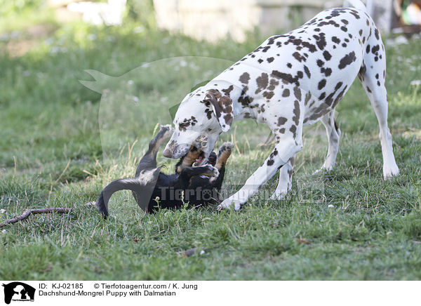 Dackel-Mischling Welpe mit Dalmatiner / Dachshund-Mongrel Puppy with Dalmatian / KJ-02185