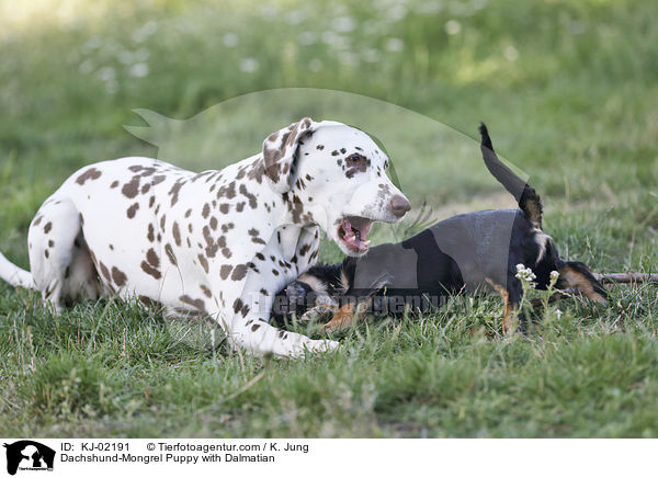 Dackel-Mischling Welpe mit Dalmatiner / Dachshund-Mongrel Puppy with Dalmatian / KJ-02191