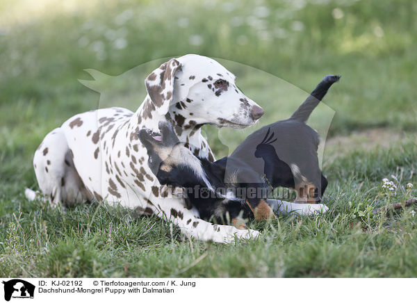 Dackel-Mischling Welpe mit Dalmatiner / Dachshund-Mongrel Puppy with Dalmatian / KJ-02192