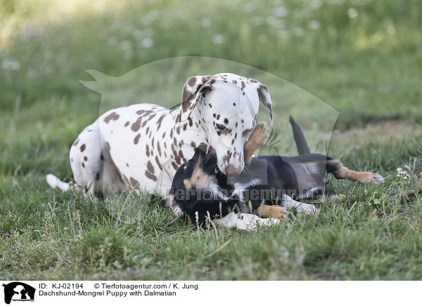Dackel-Mischling Welpe mit Dalmatiner / Dachshund-Mongrel Puppy with Dalmatian / KJ-02194