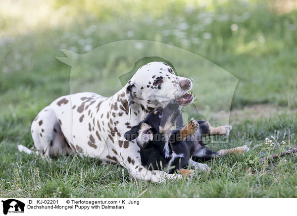 Dackel-Mischling Welpe mit Dalmatiner / Dachshund-Mongrel Puppy with Dalmatian / KJ-02201